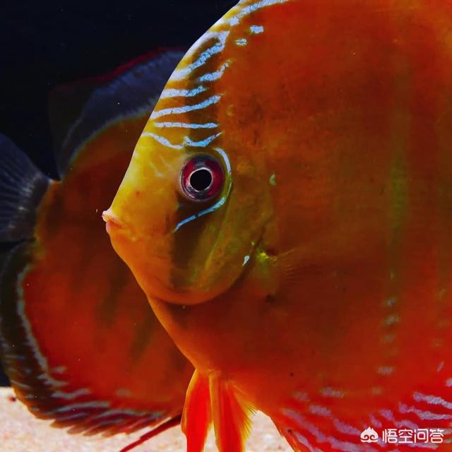 封闭水族系统养观赏鱼的过滤方法:不同的观赏鱼适合不同的过滤形式和鱼缸大小，我们要如何匹配？