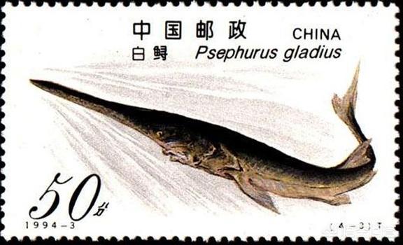 象鱼:农村俗语“千斤腊子万斤象，黄排大了不像样”，说的是什么意思？