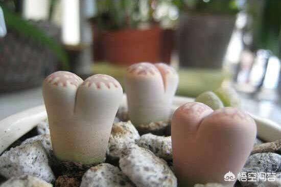 石花是什么样子的,多肉生石花徒长成“柱子”，入夏如何养护？