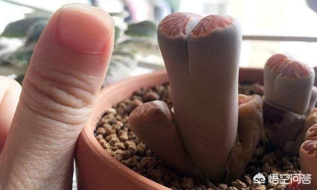 石花是什么样子的,多肉生石花徒长成“柱子”，入夏如何养护？