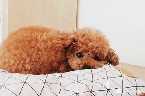 狗狗打喷嚏:狗狗打喷嚏的症状及解决？