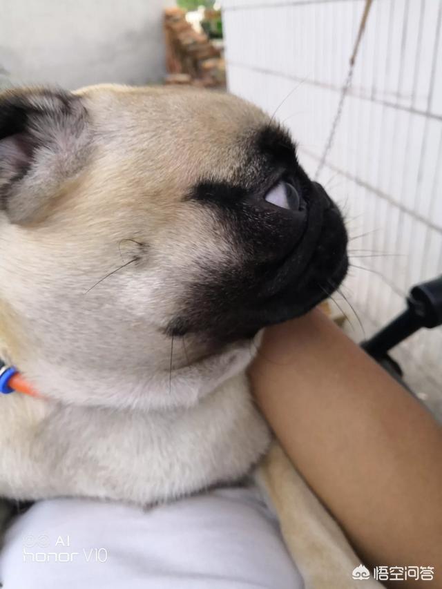 成都巴哥犬吧:你觉得巴哥犬养公的好还是养母的好？为什么呢？