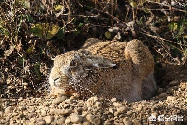 散宠物兔养殖:生态养殖野兔的利润如何？