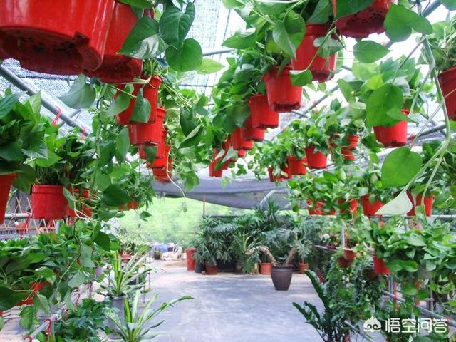 头条问答 请问想在三亚买绿植去哪里买 2个回答