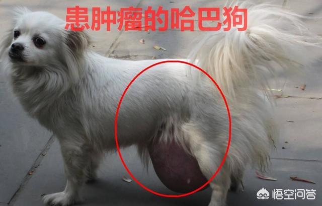 罗德西亚脊背犬智商:犬按被毛特征可分为哪几类？