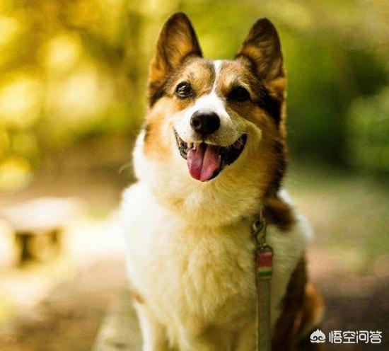 博美犬不能吃什么水果:夏季有什么水果是不能够喂食狗狗的？