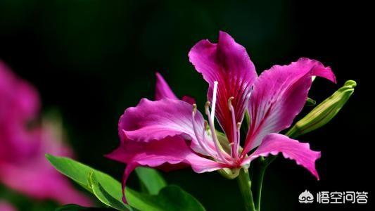 玉树养成盆景的几个技巧，为什么有人养在室内就容易挂掉呢？插图25