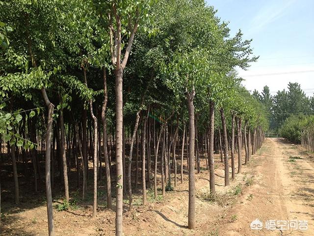 丝棉木嫁接黄杨球前景:黄杨什么时候修剪比较好？