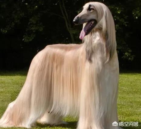 最可爱的狗排名:什么狗最可爱 养哪些狗狗是比较聪明呢？