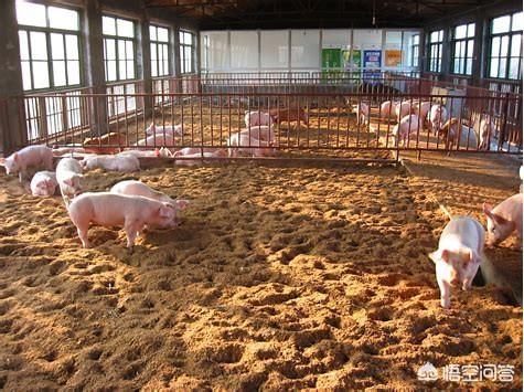 养殖什么好养又赚钱:泥鳅养殖的利润怎么样？是否好养殖？
