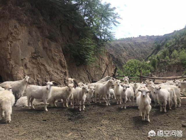 牛羊脑炎疫苗:养猪为什么要在3月下旬和4月上旬给猪做乙型脑炎疫苗？