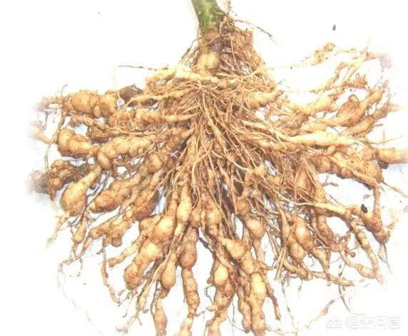 多拉菌素阿维菌素:阿维菌素使用方法是什么？