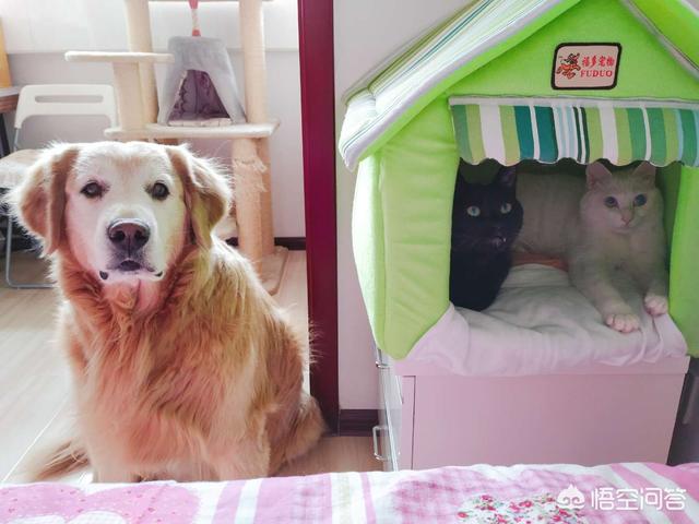 猫的品种及图片:网友养了只田园猫被养蓝猫的同学嫌弃，不是品种猫真的就差吗？