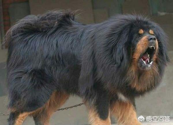 中国土狗凶猛吗:为什么很多人都讨厌中华田园犬？