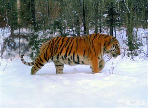 猛兽大对决湾鳄vs白鲨:猛兽大对决湾鳄vs大白鲨 哪种食肉动物可以打败东北虎？为什么？