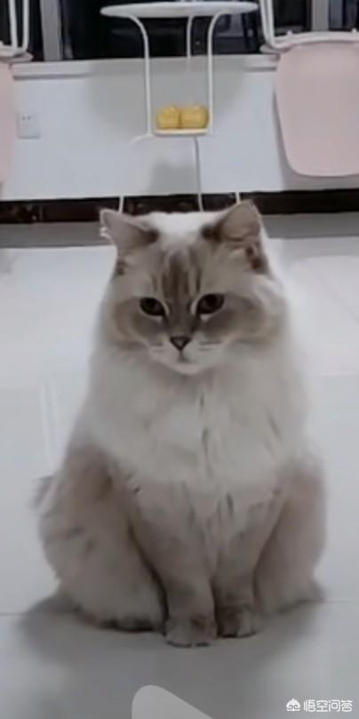 我家布偶猫咪大耳尖腮,还能救吗？
