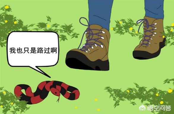 帝皇眼镜蛇王咬人:帝皇眼镜蛇王图片 什么东西能引起毒蛇暴躁咬人？