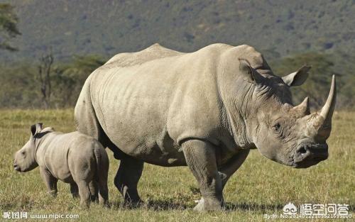 头条问答 - 河马与犀牛如何区分?(6个回答)