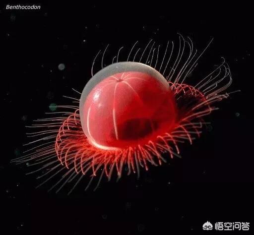 巨型等足虫:马里亚纳海沟8000米以下，究竟有哪些生物能够生存下来