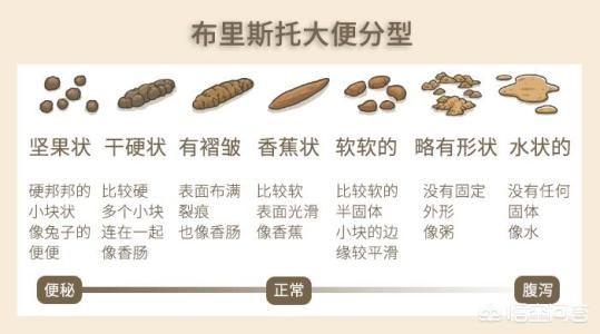 狗茎进入人体图:便秘几天的人体内的大便都去哪儿了？