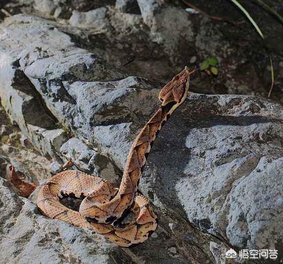 五节蛇是真的吗:在农村五步蛇到了夏至就会追人咬，是真的吗？