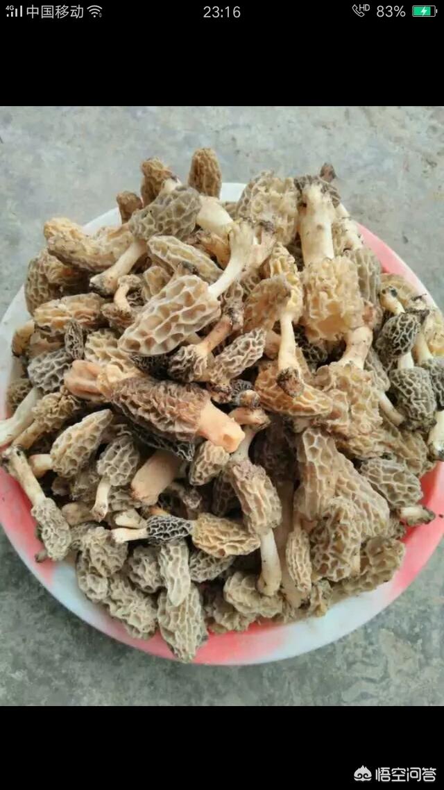 羊肚菌市场前景如何？