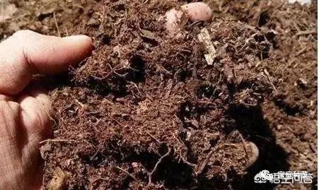 一星期自制腐叶土,如何，在家快速自制营养土？