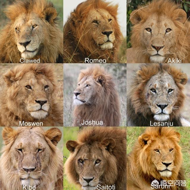 波斯猫图片:亚洲狮与非洲狮有生殖隔离吗？