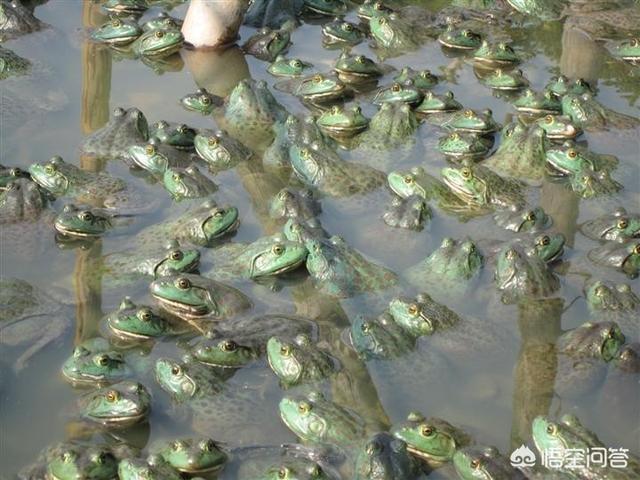 水虎鱼能和什么混养:四大家鱼可以跟青蛙牛蛙一块混养不？