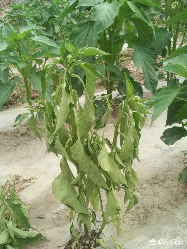 辣椒疫病是绝症吗?_生活常识_小高教学网