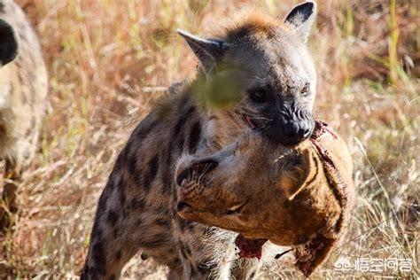 獴科巨鬣狗:一个成年人能徒手杀死一只成年斑鬣狗吗？