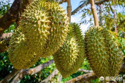 马来西亚壮阳树根，1棵榴莲树1年结400颗果实，为何价格还卖的很贵？