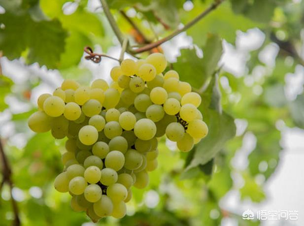 红酒葡萄品种那种最好，葡萄酒中最经典的葡萄品种是哪个