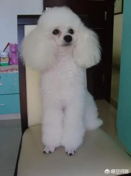 狗狗进去的时候很涨新闻:我家6年的贵妇犬腹胀怎么回事？