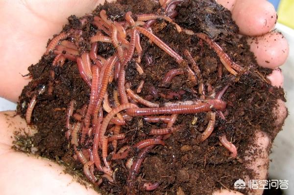 真涡虫:有哪些有特殊能力的生物？
