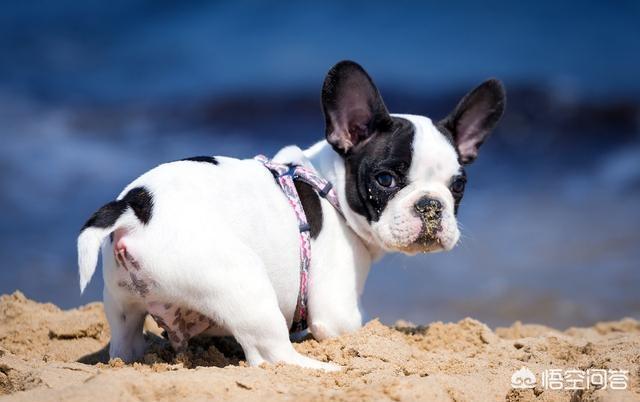 斗牛犬性格有什么缺点:法国斗牛犬的缺点是什么？新手养好吗？