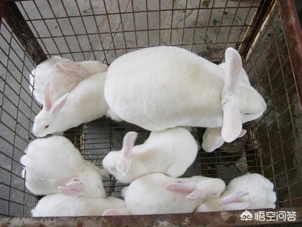 养兔子赚钱吗:目前有没有养殖兔子的，说一下市场行情如何？利润如何？