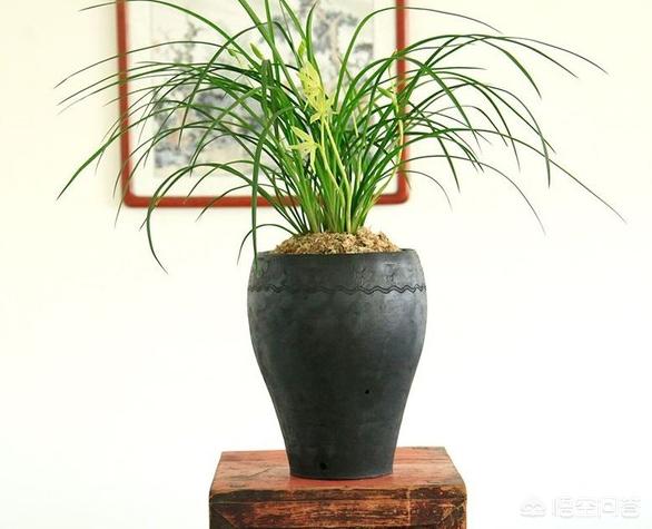 养什么花最香且无毒且花期长？