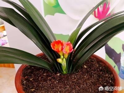 君子兰叶子发黄图片:请问，君子兰叶稍发黄变枯怎么办？是什么原因造成的？