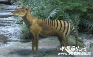 巴基斯坦沙猫人工养殖:巴基斯坦沙猫的故事 世界上已经灭绝的动物。（图和介绍）？