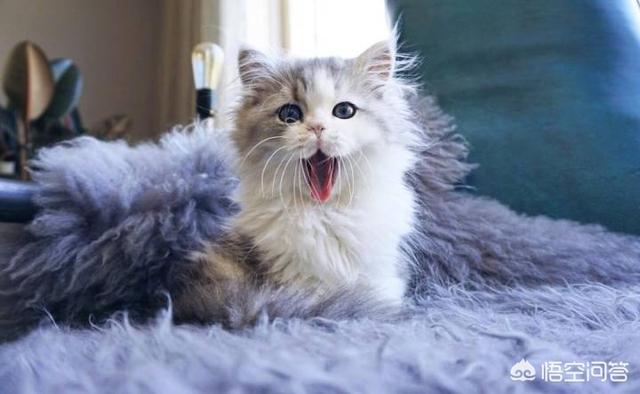 唐山市领养猫的地方:常州领养猫的地方 两岁的小猫，刚领养回来一直躲起来，要怎么办？
