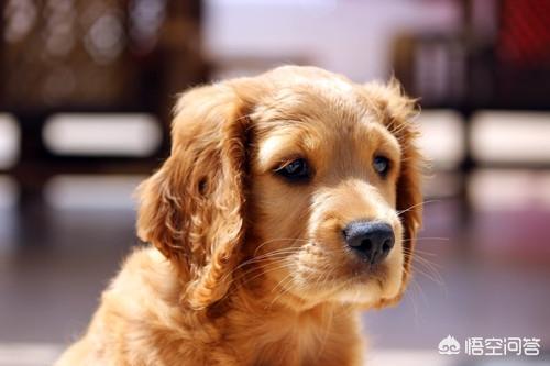 成年母金毛犬的喂养:我家金毛怀孕了，怎么喂养？ 成年金毛犬喂养方法