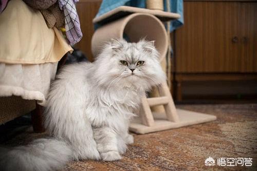 波斯猫的图片或资料:波斯猫爆毛和不爆毛的区别什么，猫咪爆毛好吗？