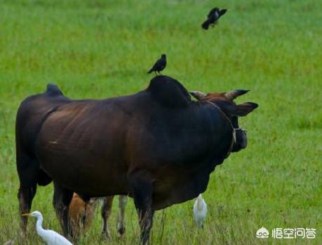 农村有种黑色小鸟，喜欢落在牛背上，胆子大还特会“记仇”，是什么鸟？