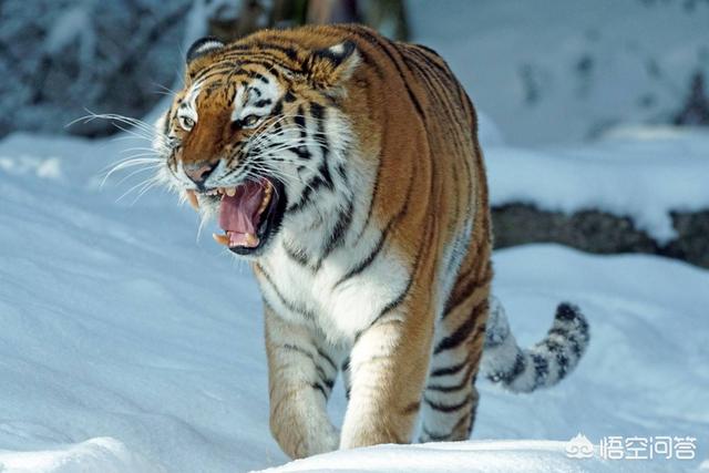 虎鞭是什么，老虎的天敌是什么老虎有哪些本领