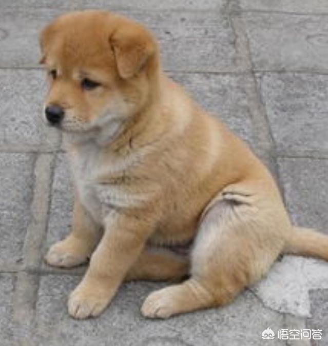 揭阳土狗多少钱:二十块钱一只的土狗能养吗？为什么？