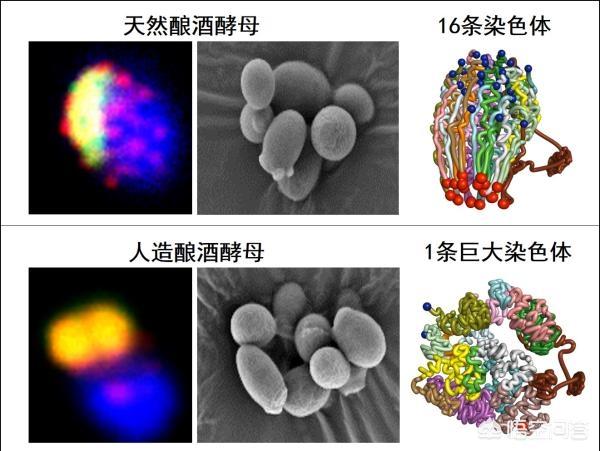 目前的计算机技术能做出模拟单细胞生物的模型吗？