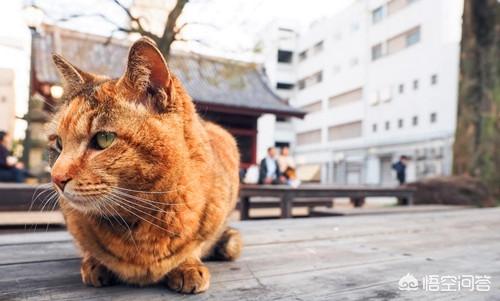 美国卷耳猫会发腮吗:美短猫起腮是在什么时候，要怎么帮助猫咪？