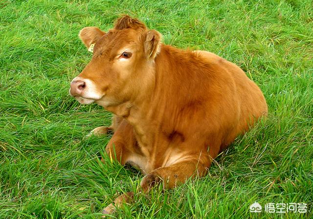 一头牛可以做多少碗兰州拉面，一头牛可以做多少碗兰州牛肉拉面