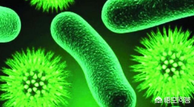 杀不死的超级细菌为何在印度出现